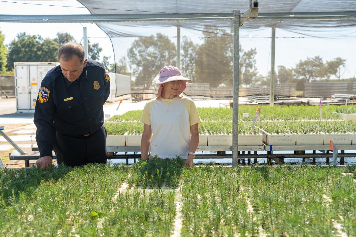Two people look over a table full of baby pine seedlings in a nursery.