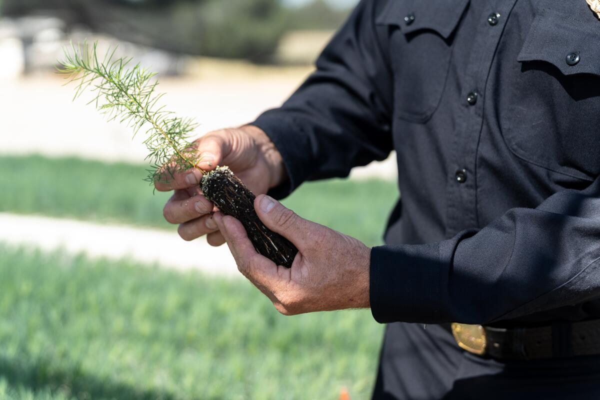 A man holds a pine seedling showing it's roots.