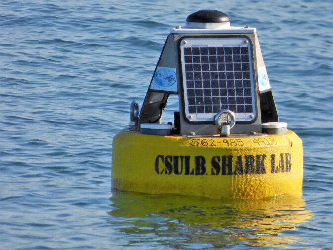 A yellow buoy in the water has electronics equipment and is printed with "CSULB Shark Lab" and a phone number.