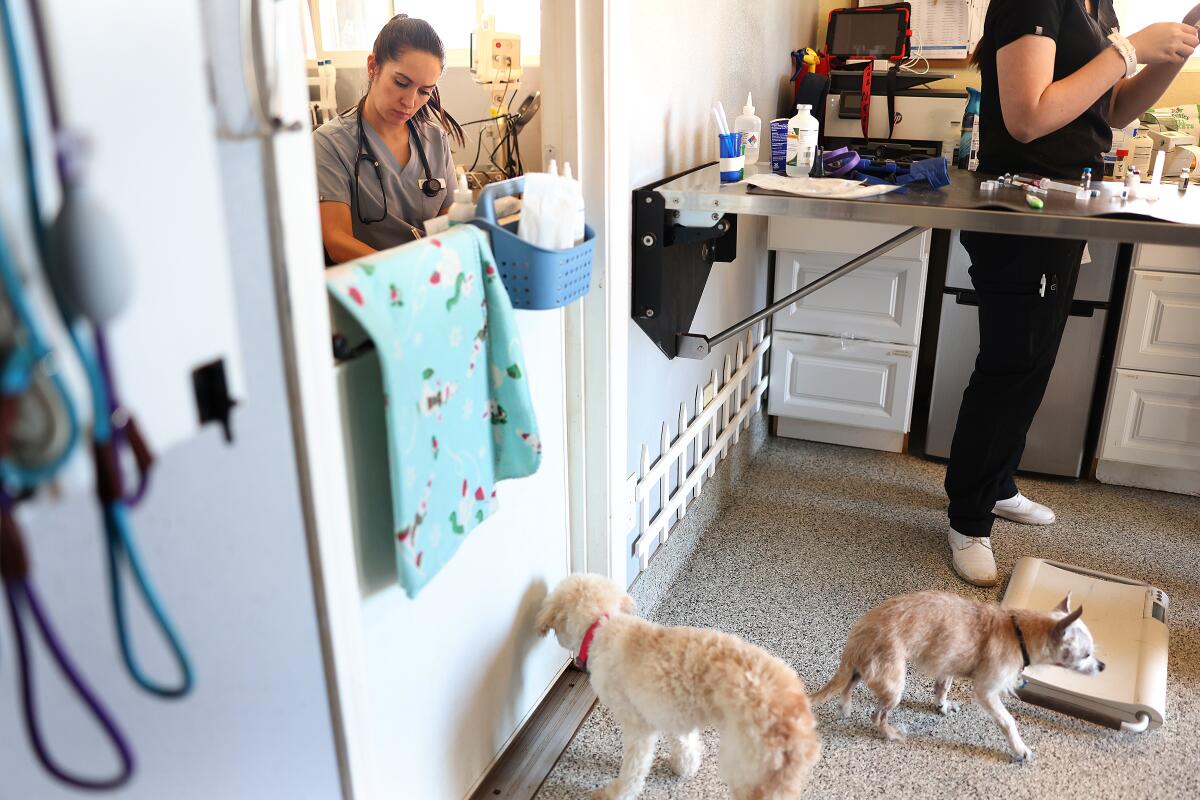 Dr. Lauren Oviedo, a veterinarian at Frosted Faces Foundation in Ramona.