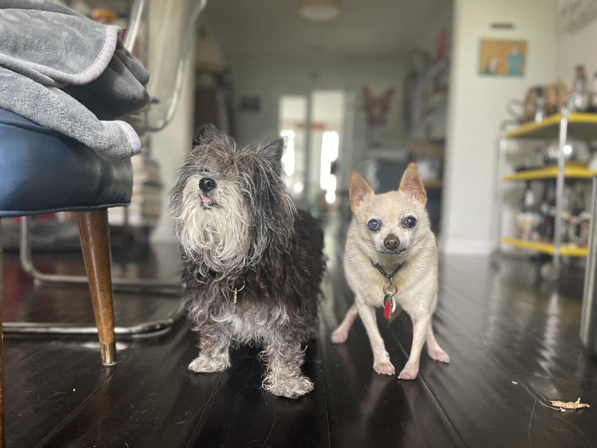 A Yorkie and a Chihuahua