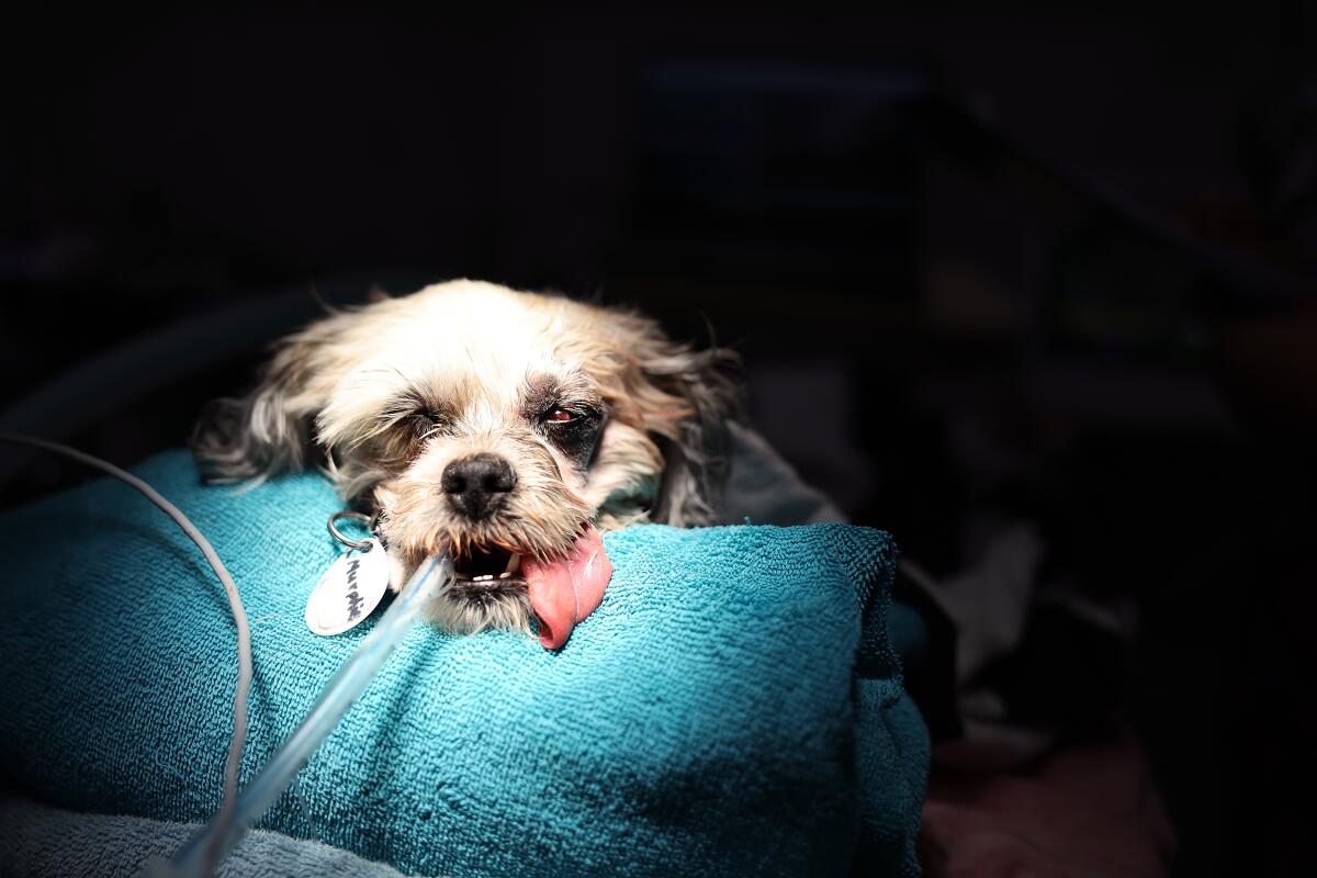 Murphy has cherry eye surgery and a dental cleaning at Frosted Faces Foundation in Ramona.