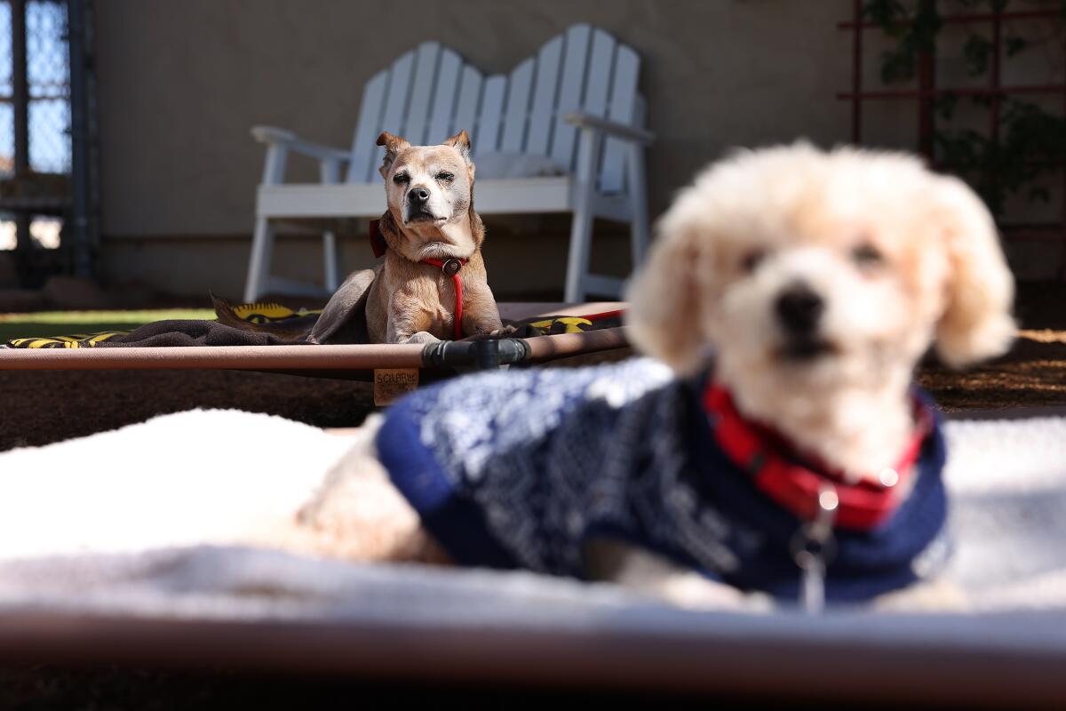Frosted Faces Foundation in Ramona, a nonprofit that rescues senior dogs.