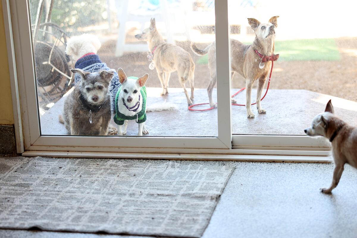 Frosted Faces Foundation in Ramona, a nonprofit that rescues senior dogs.
