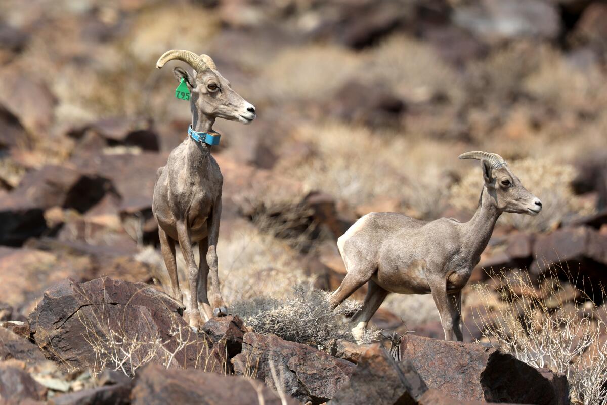 A desert bighorn ewe, left, and a bighorn lamb on North Soda Mountain along Zzyzx Road on Aug. 19, 2021, in Baker, Calif. 