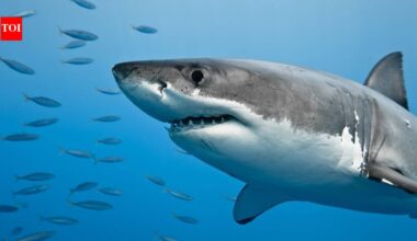 In 2023, Tropical Storm Hilary struck Southern California; 22 juvenile great white sharks abandoned their San Diego nursery and returned after conditions improved