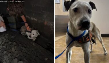 Runaway dog rescued after spending 2 days in San Francisco Caltrain tunnel