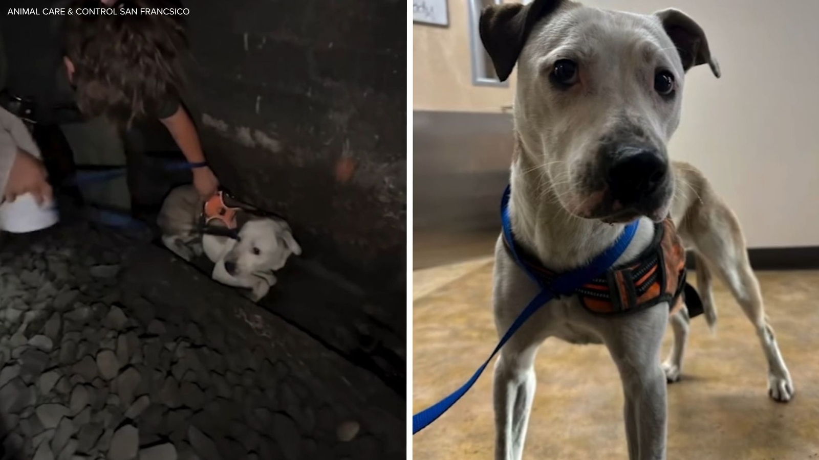 Runaway dog rescued after spending 2 days in San Francisco Caltrain tunnel