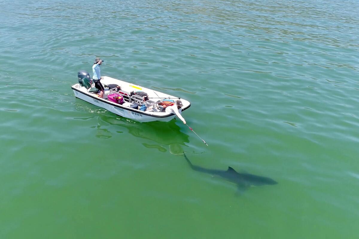 CSULB Shark Lab researchers tag a juvenile great white shark off the California coast.
