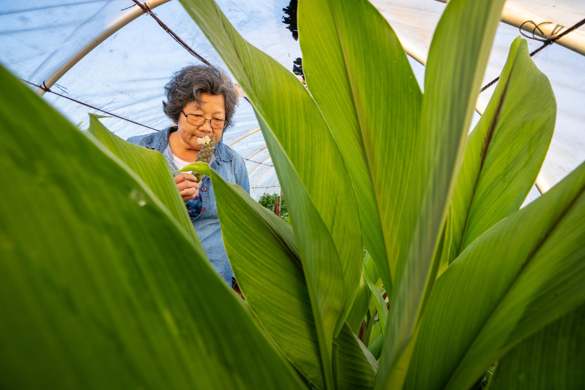 Farmer Rosie Lee holds a flowering vegetable inside one of the greenhouses on her farm.