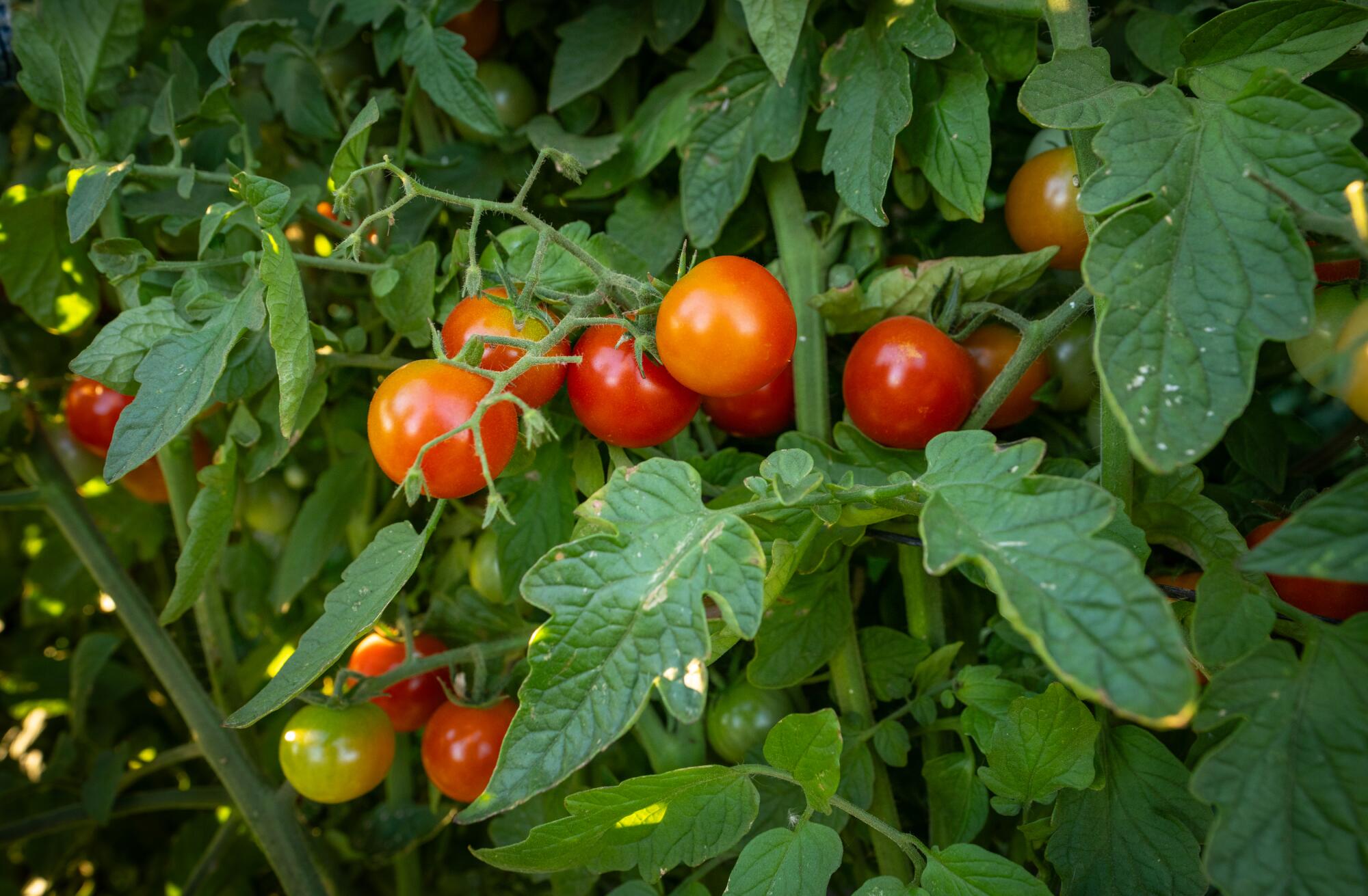 Tomatoes hang on a vine.