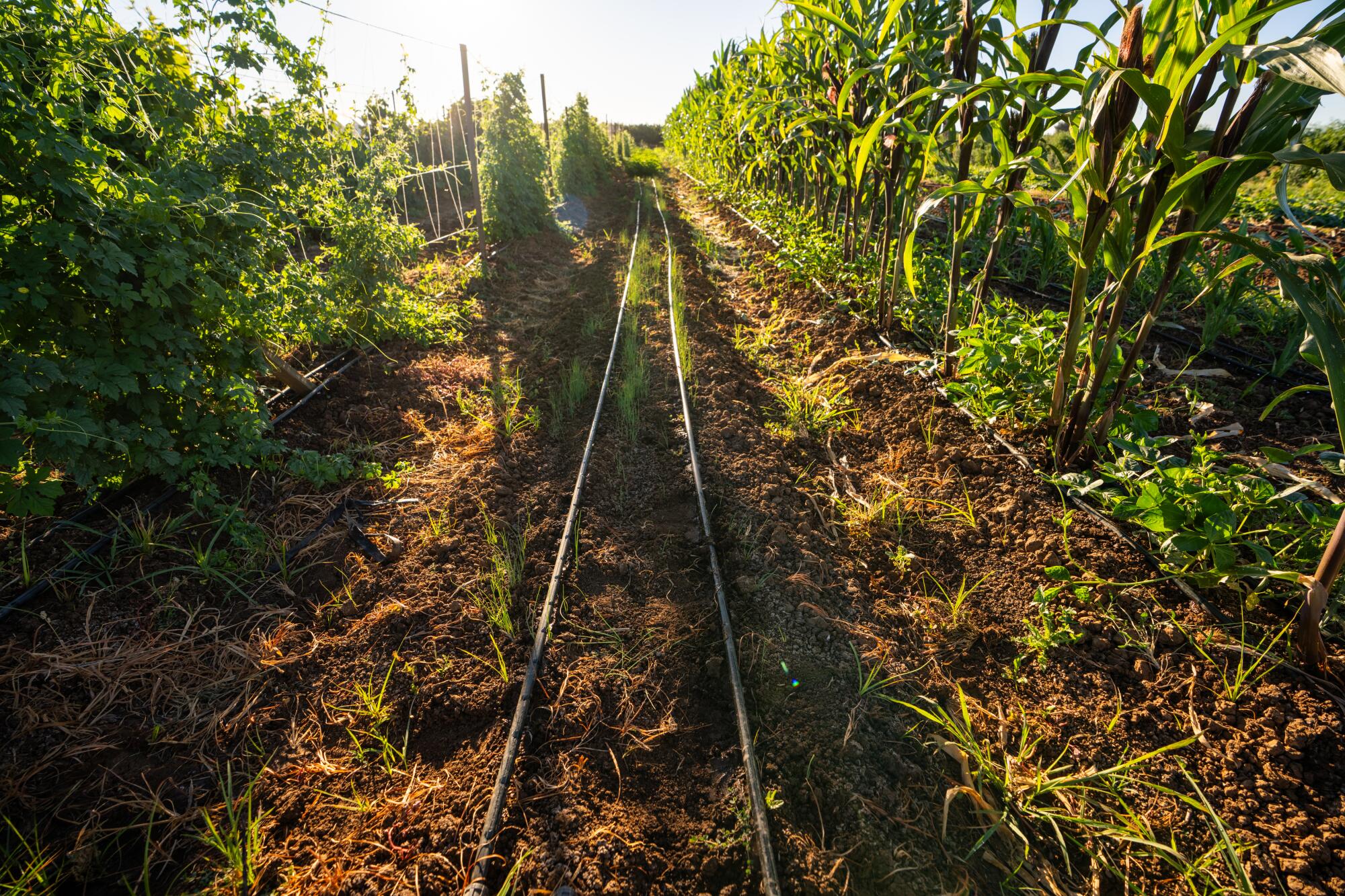 Drip irrigation lines run across farmland.