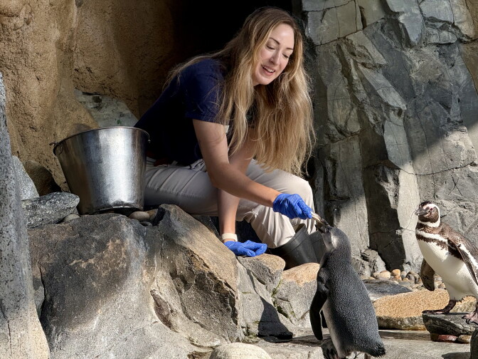 A woman with long blond hair hands food to a waiting penguin chick.