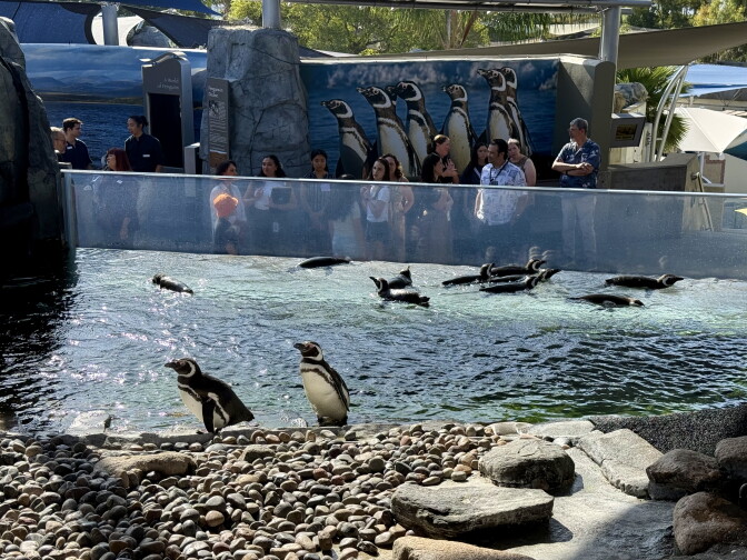 A view of a penguin enclosure at an aquarium. Penguins swim and waddle in the foreground; people gaze at them in the background.