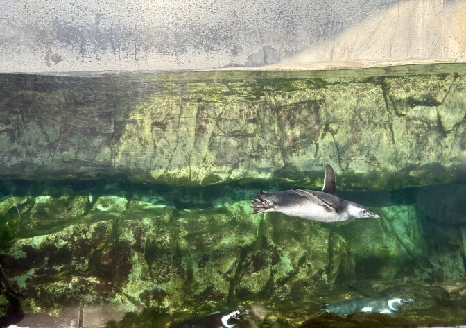 Below the water line, a penguin swims in an aquarium enclosure.