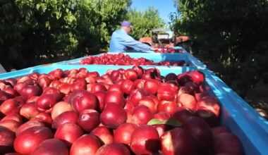 Reedley, California farmer giving away 125,000+ pounds of nectarines amid lawsuit from Giumarra Brothers Fruit Company