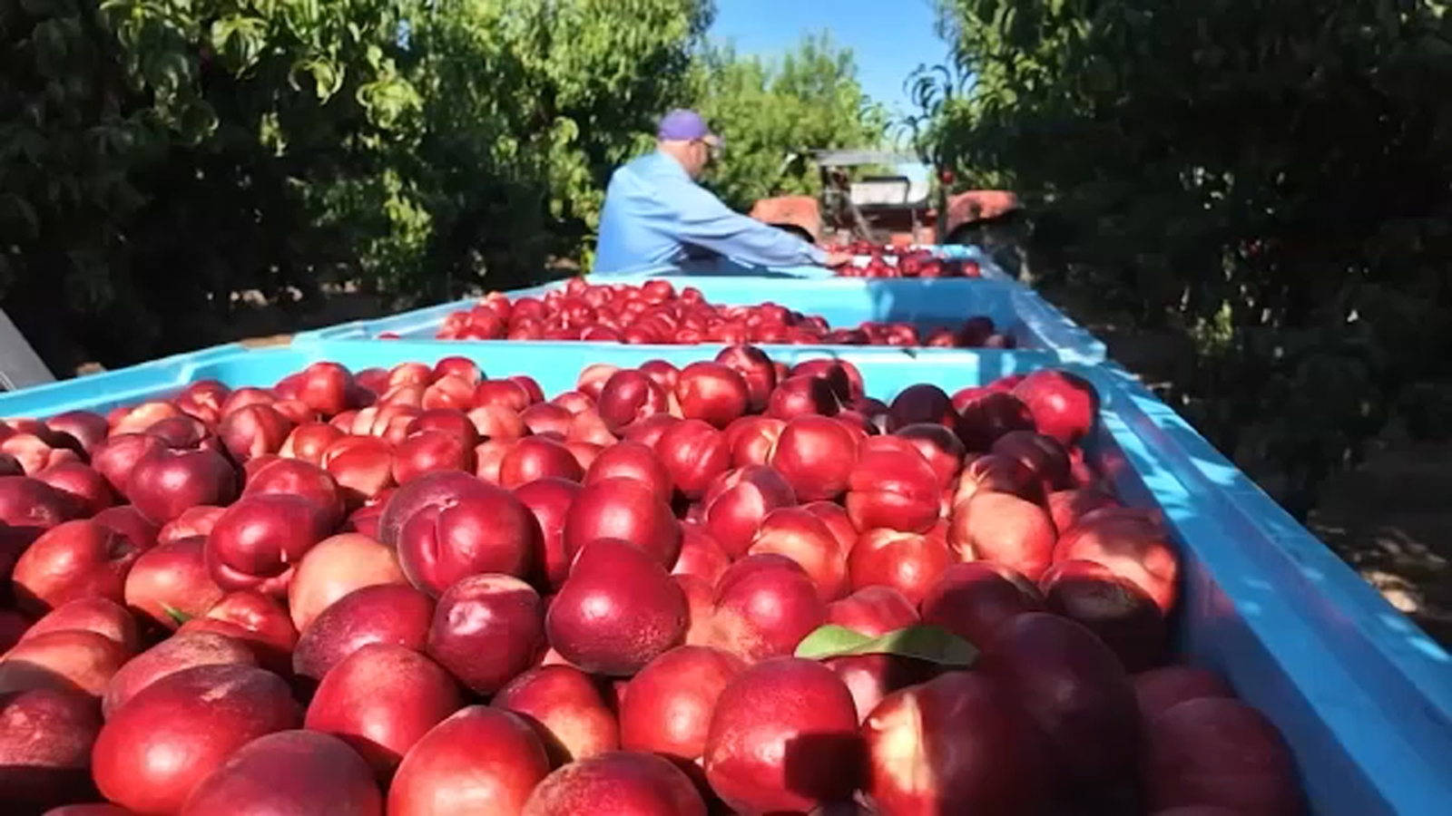 Reedley, California farmer giving away 125,000+ pounds of nectarines amid lawsuit from Giumarra Brothers Fruit Company