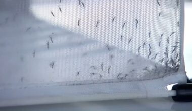Mosquito tests positive for West Nile Virus in Merced County