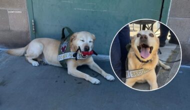 Disneyland security dog Benny retires after 6 years as cast member