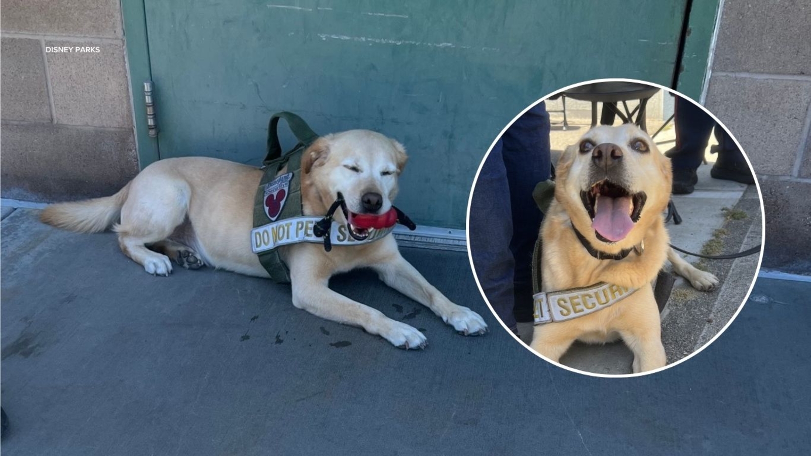 Disneyland security dog Benny retires after 6 years as cast member