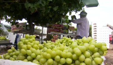 Valley farmers see earlier grape harvest amid warm temperatures