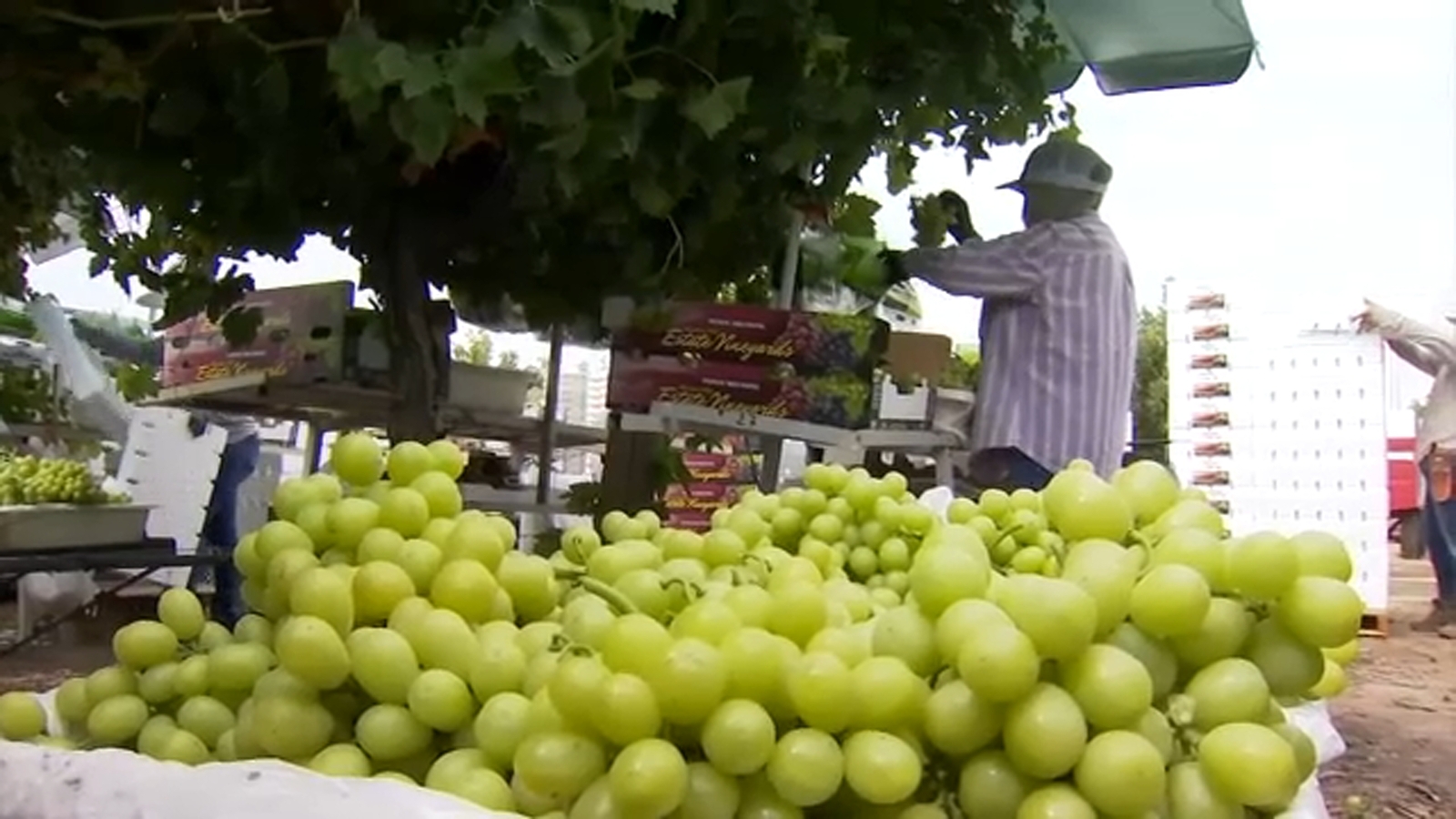 Valley farmers see earlier grape harvest amid warm temperatures