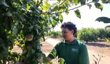 Clovis East students spend summer gaining hands-on agriculture experience