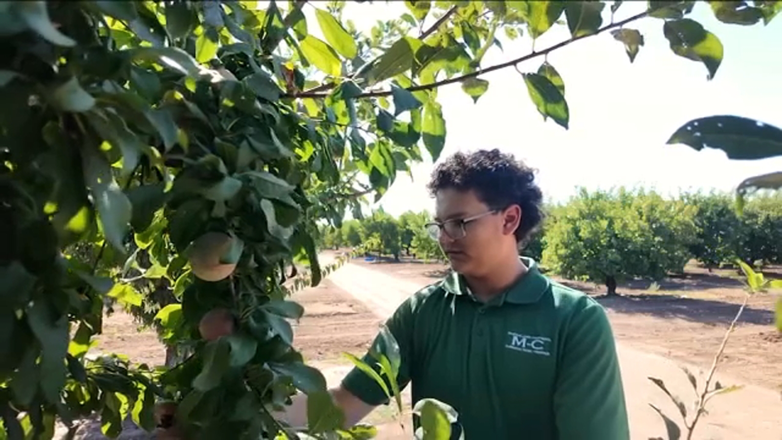 Clovis East students spend summer gaining hands-on agriculture experience