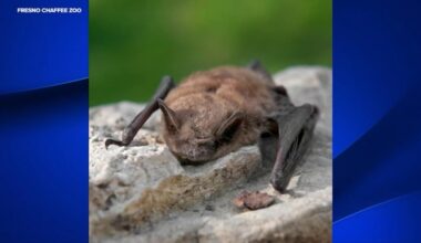 Fresno Chaffee Zoo confirms 2 rabies-positive wild bats found on grounds