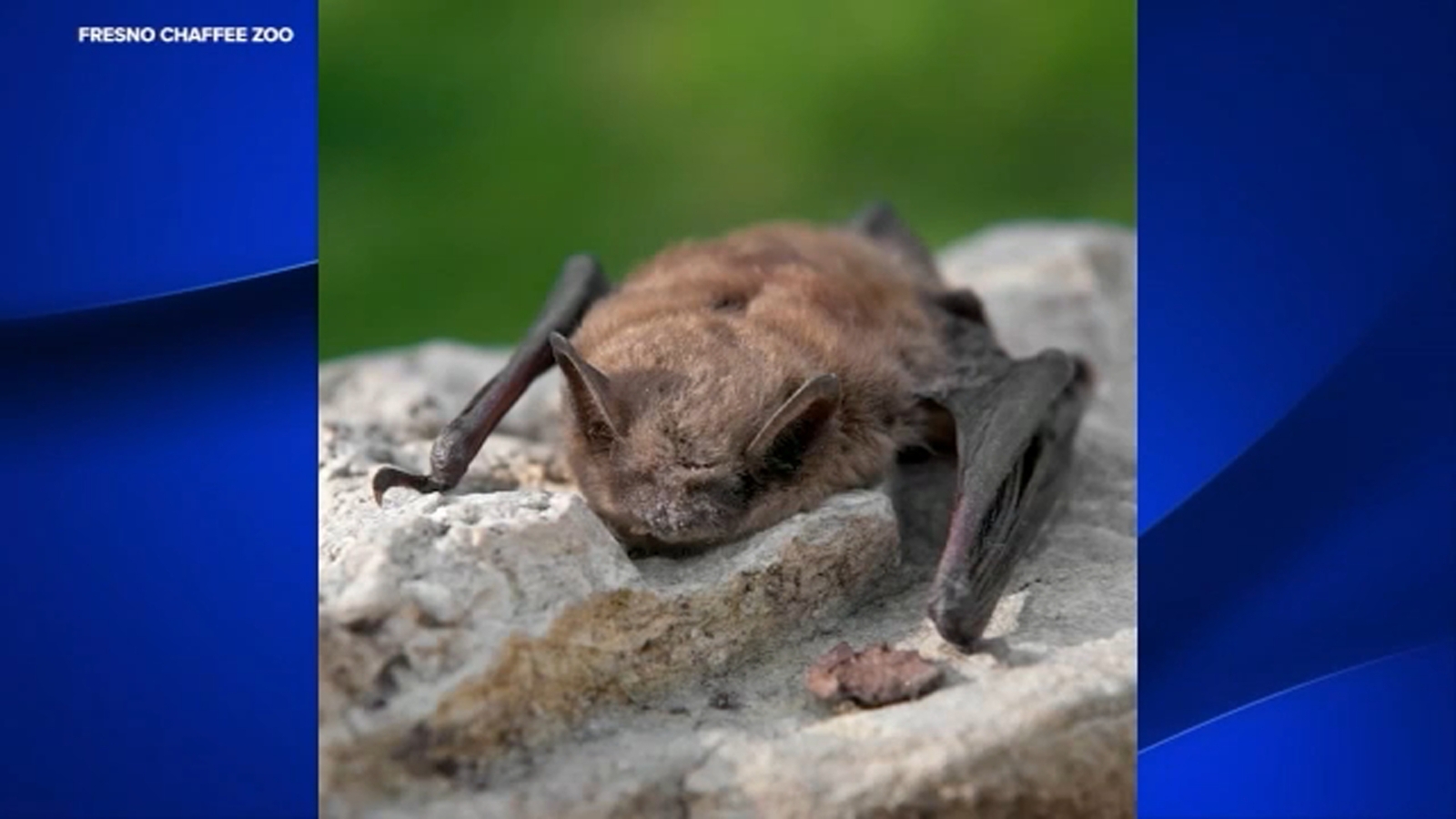 Fresno Chaffee Zoo confirms 2 rabies-positive wild bats found on grounds