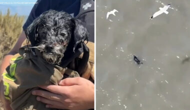 Small dog missing since 4th of July rescued by Menlo Park Fire in San Francisco Bay