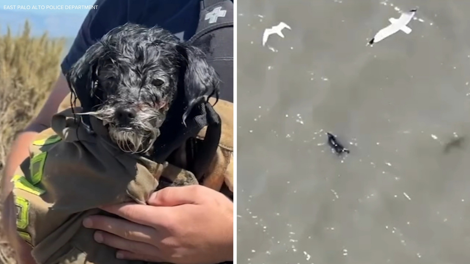 Small dog missing since 4th of July rescued by Menlo Park Fire in San Francisco Bay