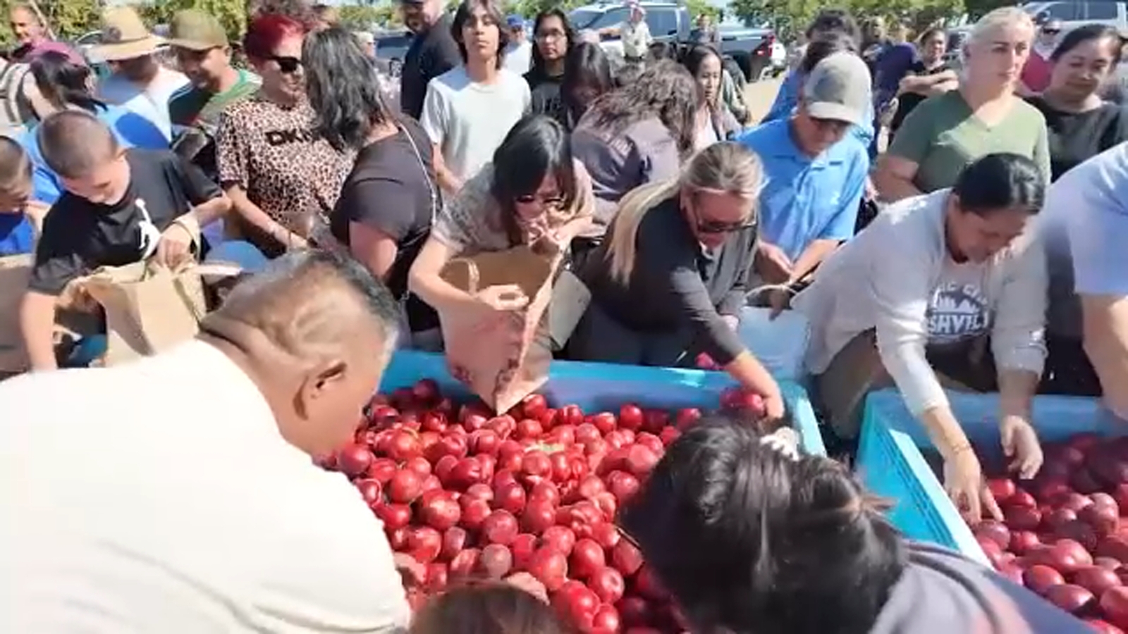 Reedley farmer's legal dispute continues after nectarine giveaway
