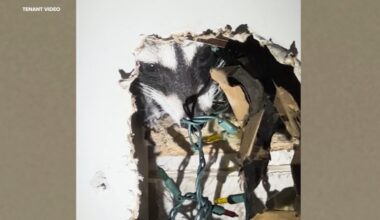 San Francisco tenants fearful as raccoon mom gives birth, slowly claws through apartment wall and breaks into bedroom