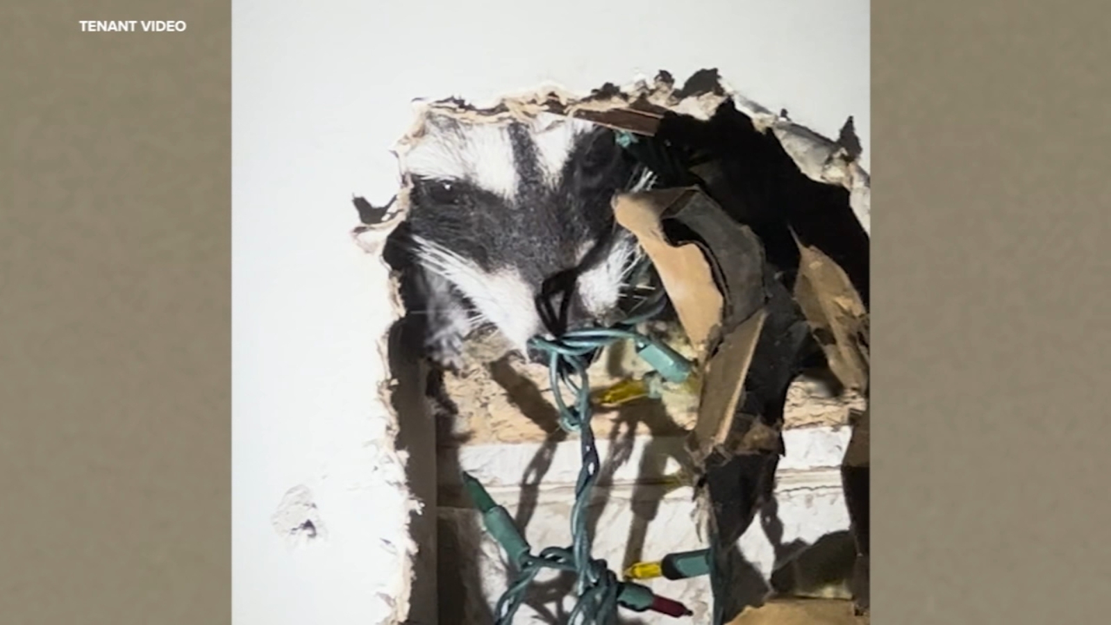 San Francisco tenants fearful as raccoon mom gives birth, slowly claws through apartment wall and breaks into bedroom