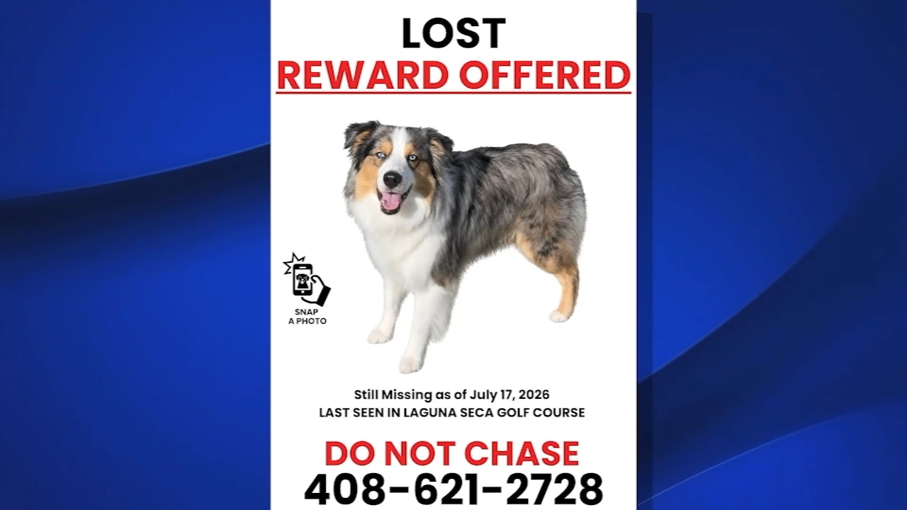 A poster for missing Australian shepherd Luca shows a reward and phone number to contact his owner.