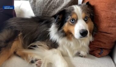 San Francisco couple desperate to find mini Australian shepherd missing from Monterey