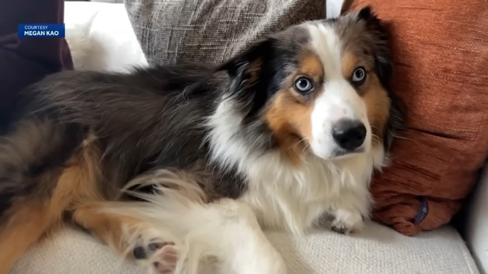 San Francisco couple desperate to find mini Australian shepherd missing from Monterey