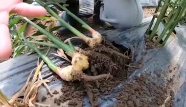 Fresno County farmer creating conditions to grow ginger