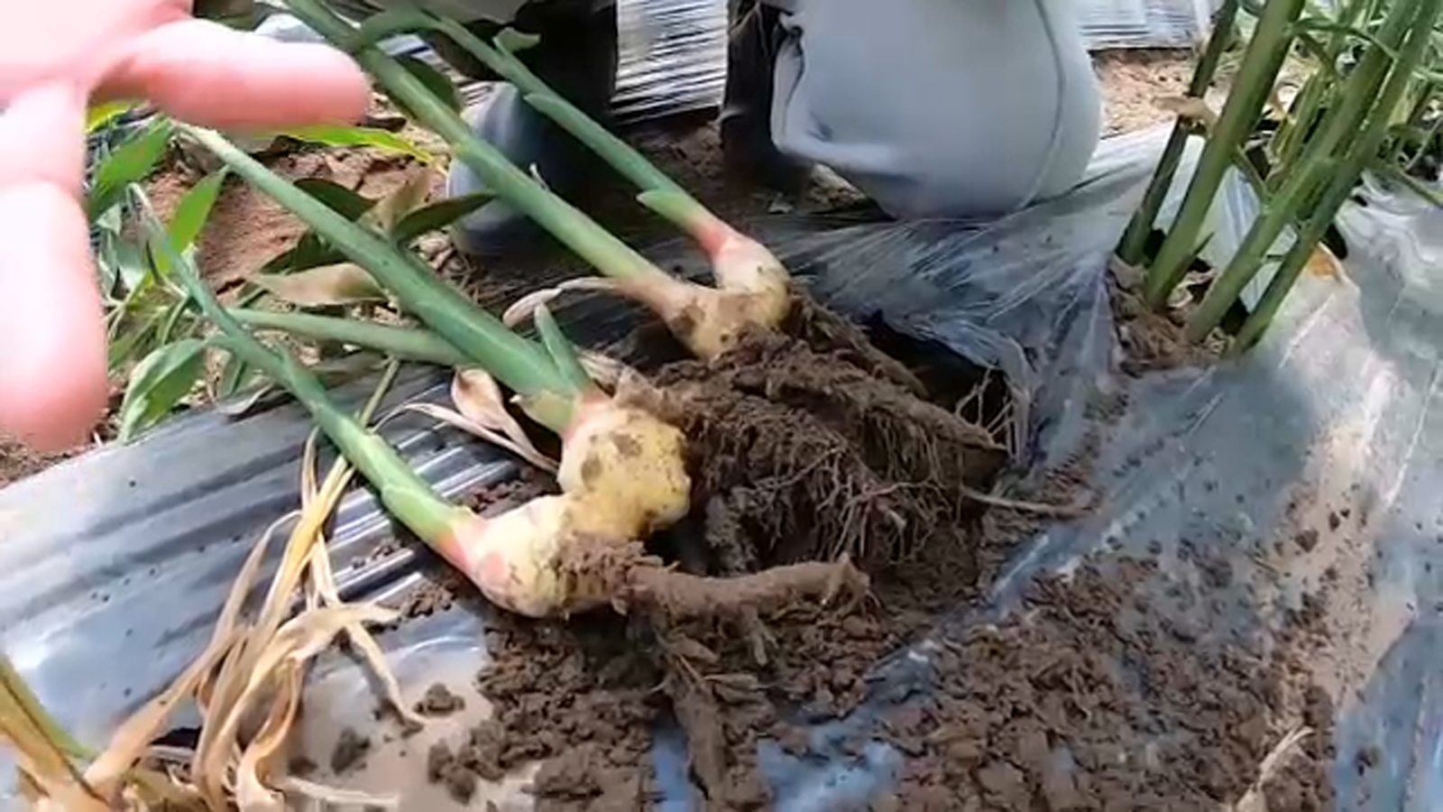Fresno County farmer creating conditions to grow ginger