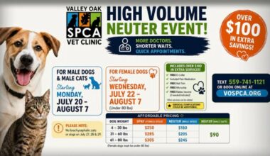 Keeping your pets safe from pests in the summertime