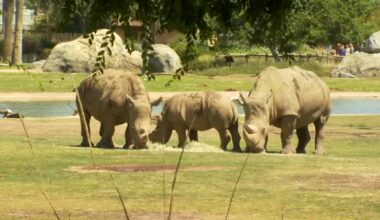 Fresno Chaffee Zoo shortening summer hours starting August 1