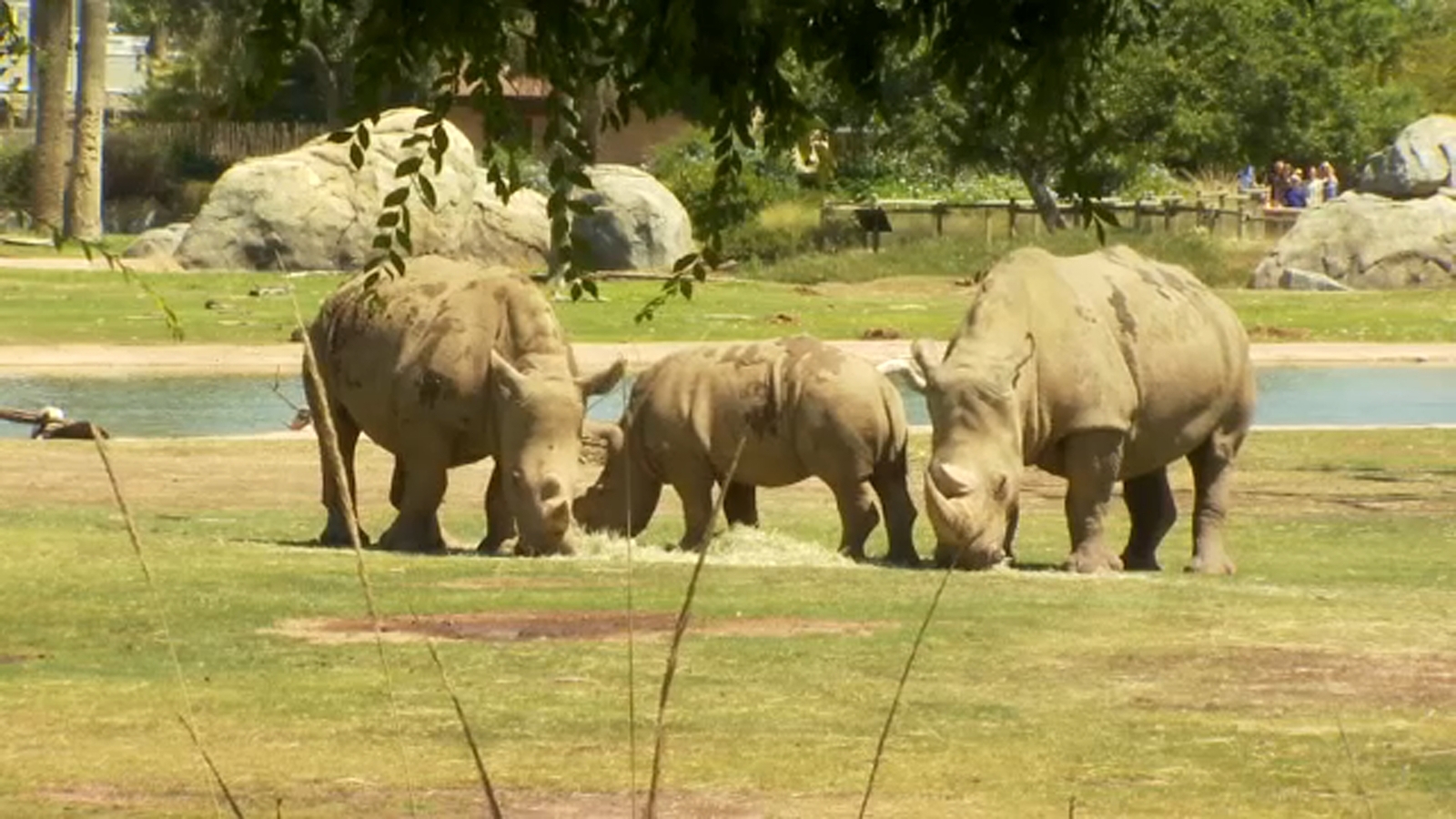 Fresno Chaffee Zoo shortening summer hours starting August 1