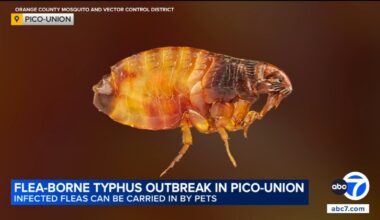 Flea-borne typhus outbreak in Pico-Union prompts warning from LA County health officials