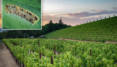 California winemakers brace for disaster after devastating invasive pest found in multiple counties