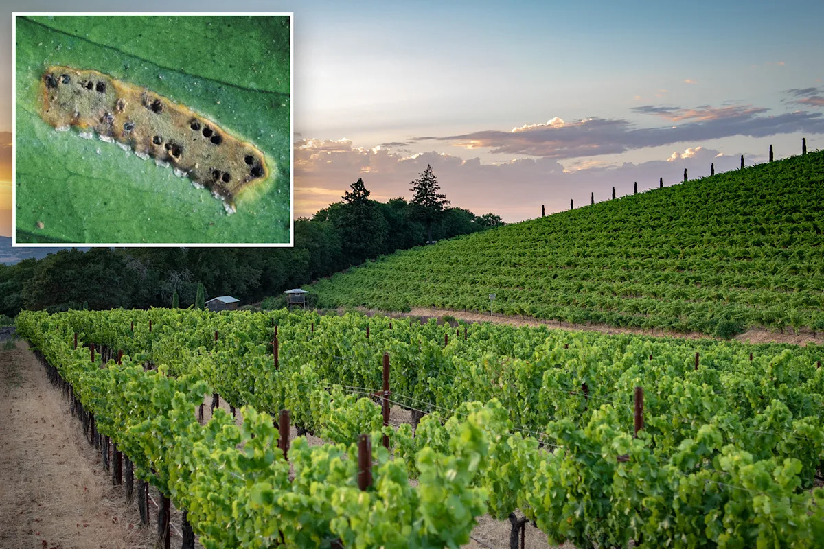 California winemakers brace for disaster after devastating invasive pest found in multiple counties