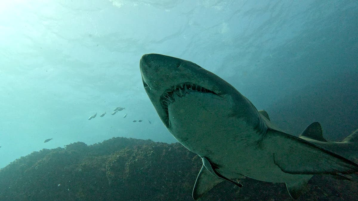 A shark swims in the water.