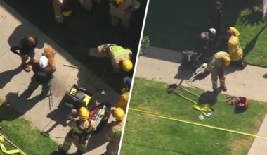 Firefighters rescue dog who fell into hole in Los Feliz – NBC Los Angeles