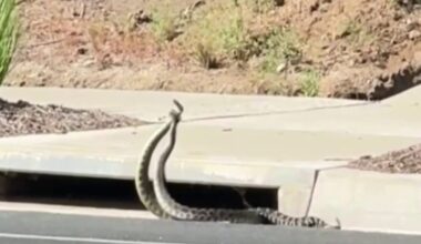 VIDEO: Rattlesnakes spotted 'combat dancing' on Southern California street