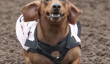 The Wiener Dogs are at it again